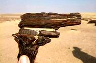 亿万年的岁月洗礼：硅化木的永恒魅力