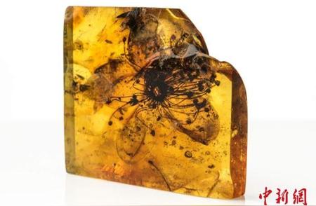 国际最新研究揭示：近4000万年前的化石花保存在琥珀中
