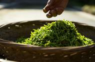 探索中国茶文化的瑰宝：碧螺春