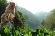 太平猴魁绿茶的独特魅力：为何受到广泛好评？