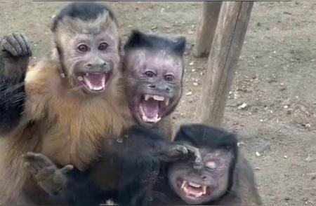 揭秘济南市动物园的网红猴子：国字脸、戴帽子、爱玩核桃