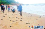 探秘惠东港口海龟湾：全人工繁殖海龟的奇迹之地