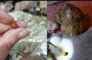 揭秘女子吃海螺意外发现价值连城的“海螺珠”