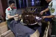 玳瑁真相：揭秘玳瑁与海龟壳的关系