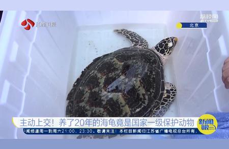 男子意外发现养了20年的海龟是国宝玳瑁，主动上交彰显责任与担当