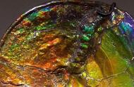 揭秘彩虹色化石：大自然的绚丽宝藏