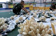 广西武警大显身手，成功查获珍贵白珊瑚155朵