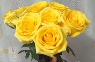 探索金香玉玫瑰：黄色玫瑰中的瑰宝