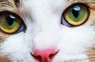揭秘：猫眼石背后的猫咪故事