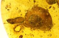 穿越亿年时空：中生代琥珀中的蜗牛秘密