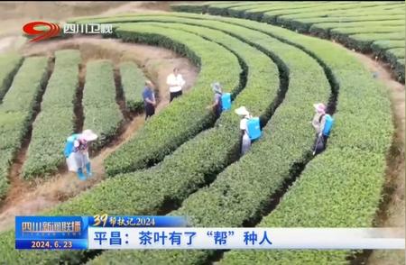 四川平昌：茶叶产业迎来新帮手