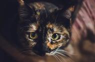 揭秘玳瑁猫的魅力：养过的都说好