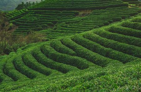 普洱茶的历史渊源与云南产区的关联