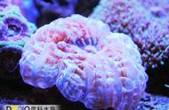 水晶脑珊瑚的魅力与养殖技巧