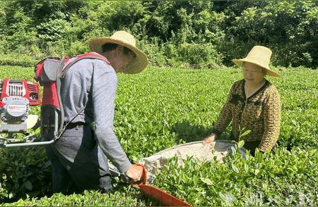 鹤峰夏茶采收：茶农的丰收季