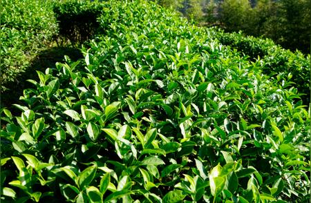 探秘中国最出名的茶叶原产地