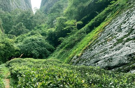 揭秘武夷山大红袍茶树的传奇之旅