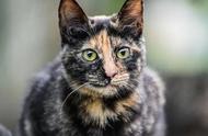 揭秘玳瑁猫的独特魅力，被误解的宝藏猫咪