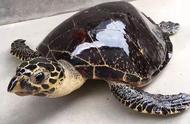 玳瑁与乌龟：海洋中的两种生物有何不同？