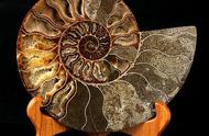 揭秘远古遗存鹦鹉螺的神秘面纱