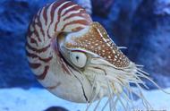 揭秘鹦鹉螺：螺旋外壳下的真实身份揭秘
