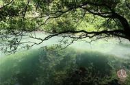 亚洲最大的野生金丝楠群：15万株金丝楠木的壮丽景象