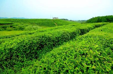 茶叶新鲜保存：你的茶叶保存对了吗？
