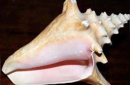 厨师海螺肉中罕见发现：两颗“结石”引天价拍卖！