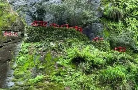 武夷山大红袍六母树的神秘之旅