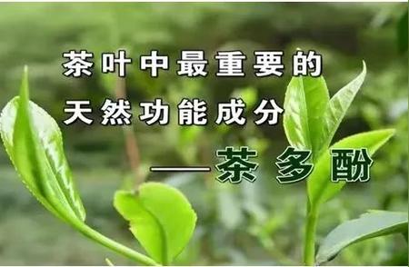 茶叶过了保质期是否还能饮用？一文解答你的疑惑