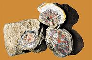 曲靖发现奇特珊瑚化石——揭示古生物钟奥秘