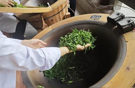 湖北鹤峰夏茶开采盛况，累计出口茶叶突破六千吨！