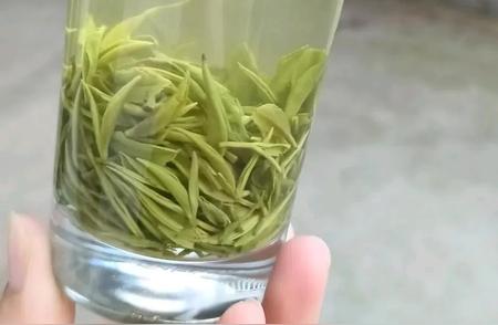 如何准确分辨绿茶信阳毛尖新茶与陈茶？