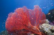 稀世珍宝：红珊瑚的珍稀之美