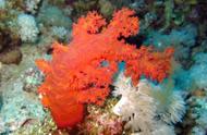 你知道如何鉴定珊瑚吗？