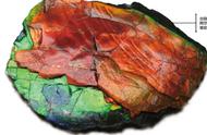 五彩斑斓的化石：它们是如何形成的？