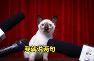 为什么养猫专家都推荐暹罗猫？