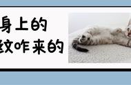 猫咪身上的花纹是如何形成的？