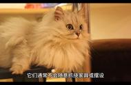 金吉拉猫：英国人工培育的猫品种的起源