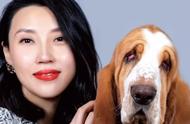 拥有一只卓越的法国巴吉度猎犬，您值得！| 犬学知识专业版 封面故事