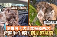 英国可卡犬的离奇遭遇：两次被盗，跨越半个国家