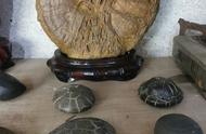 湖南郴州：龟纹石的独特之地