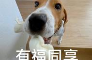 比格犬为何越来越受人们喜爱？