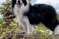 边境牧羊犬：地球上最聪明的犬种