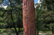 地球的宝藏：侏罗纪硅化木的发现