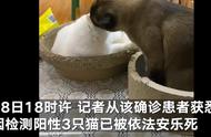 哈尔滨三只新冠宠物猫被安乐死：主人悲痛，社会关注