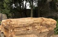 耗时12年，硅化木在自贡恐龙博物馆的新生