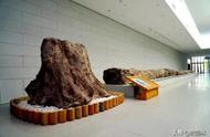 首都科普联合行动 | 木化石：百万年历史的见证者