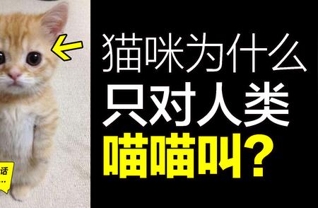 猫咪的神秘行为：如何解读它们的信号？