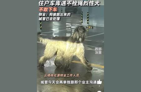 车库惊现未栓绳阿富汗犬，住户心惊胆战！